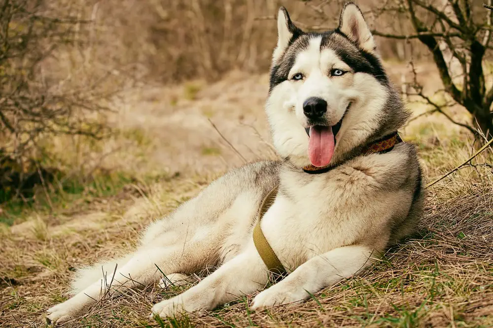 Canadian Eskimo Dog – $8,750 