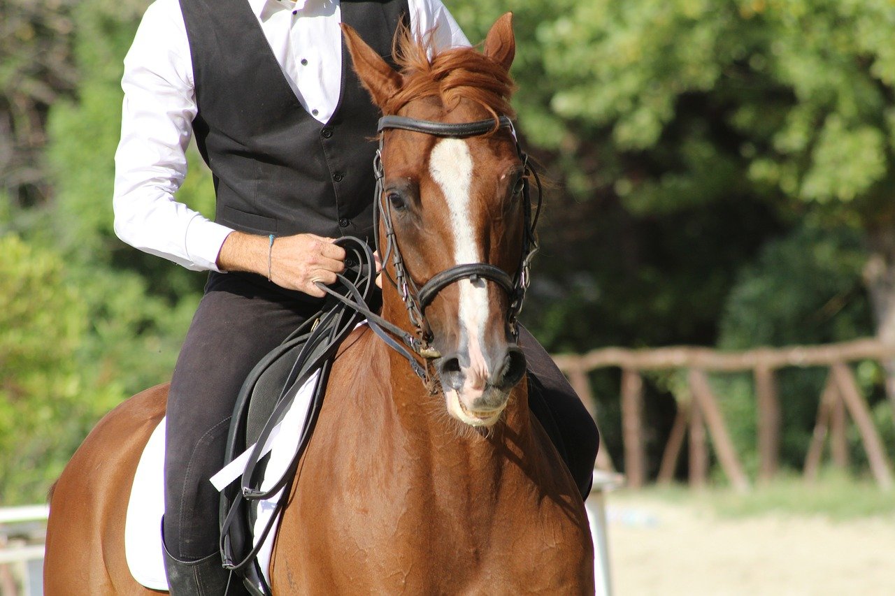 Dutch Warmblood Most Expensive Horse breed