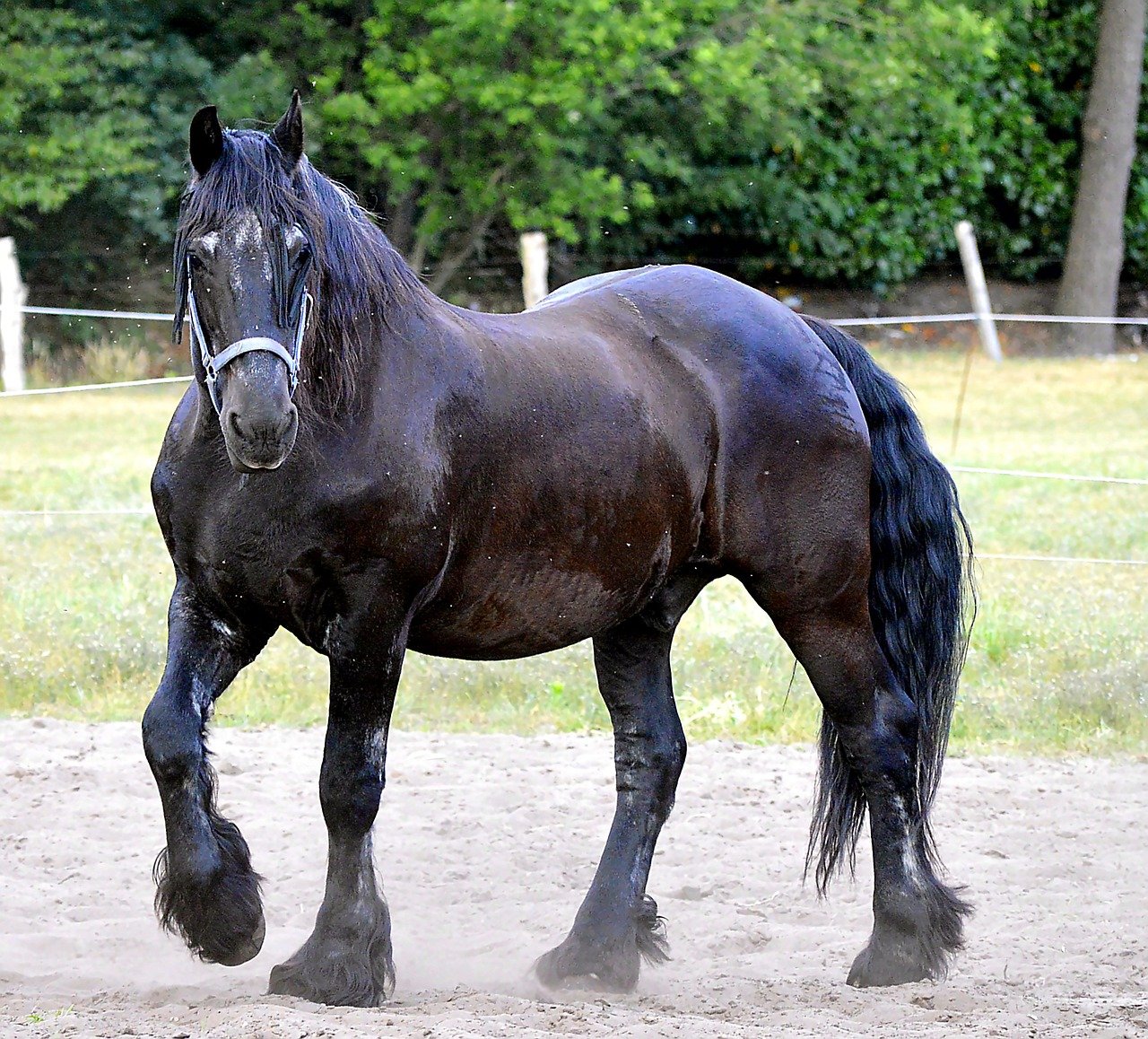 Friesian horse Most Expensive Horse breed