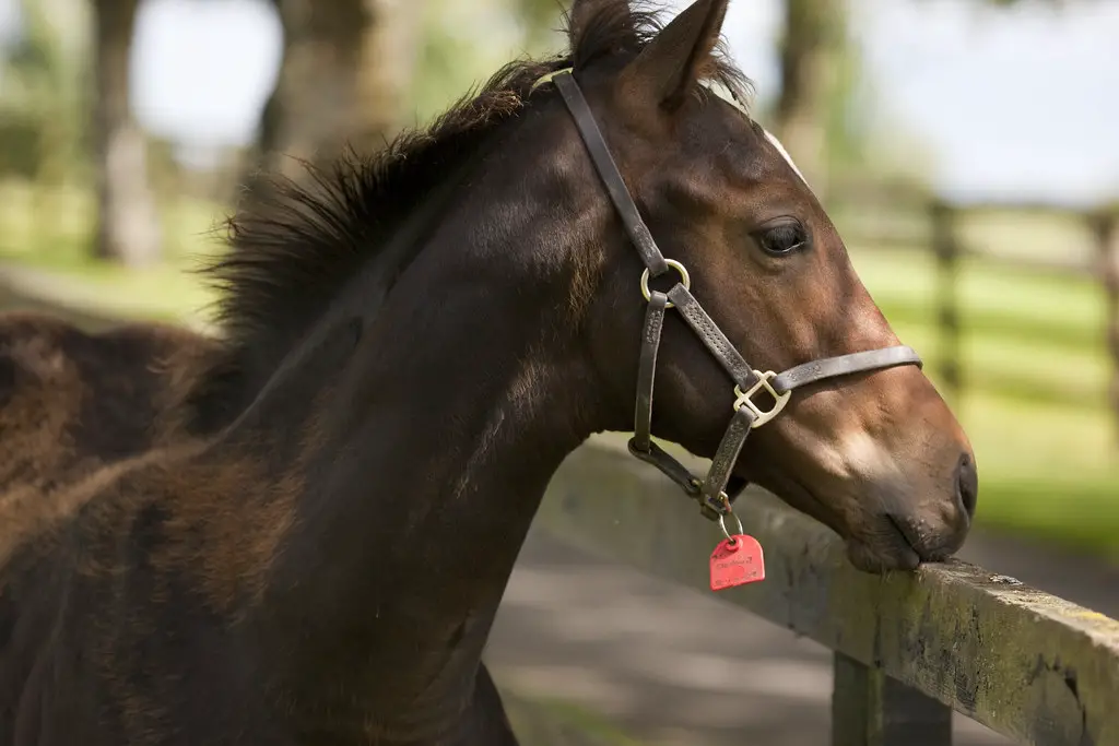 Hanoverian horse Most Expensive Horse breed