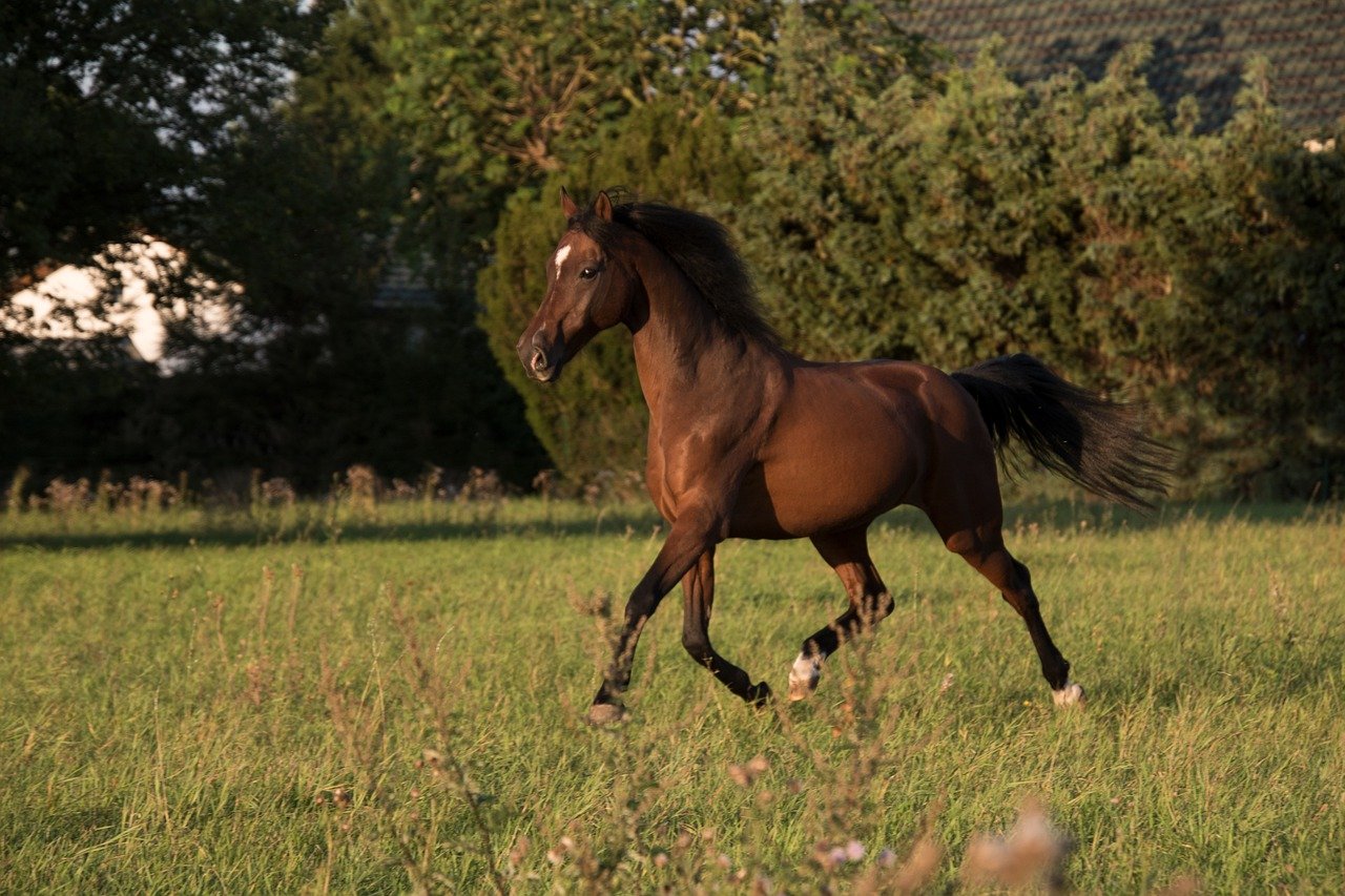 Morgan horse Most Expensive Horse breed