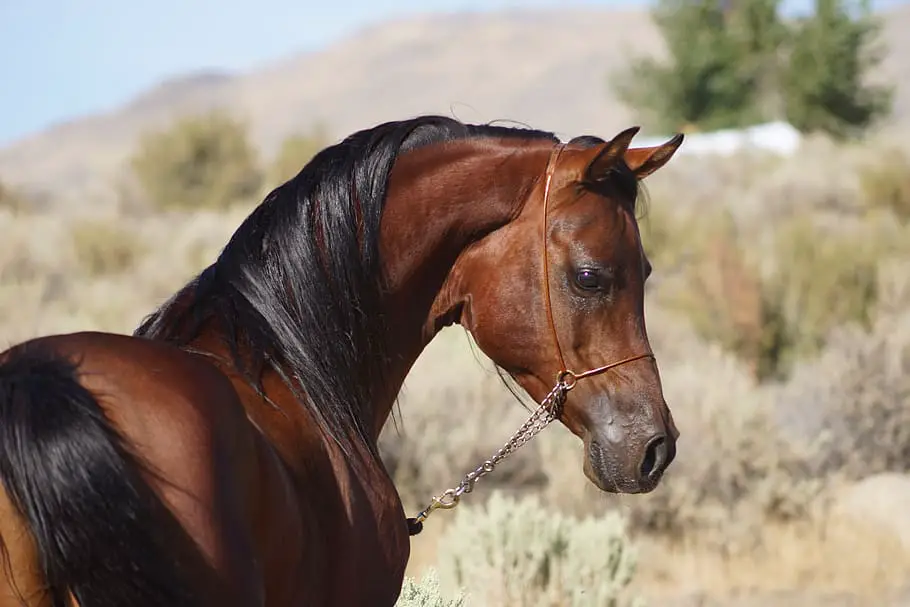 Mustang Most Expensive Horse breed