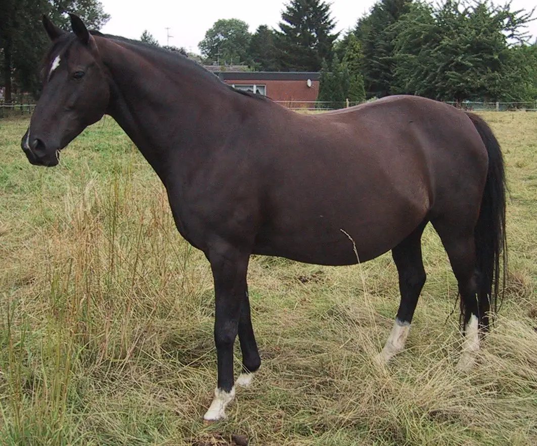 Oldenburg Most Expensive Horse breed
