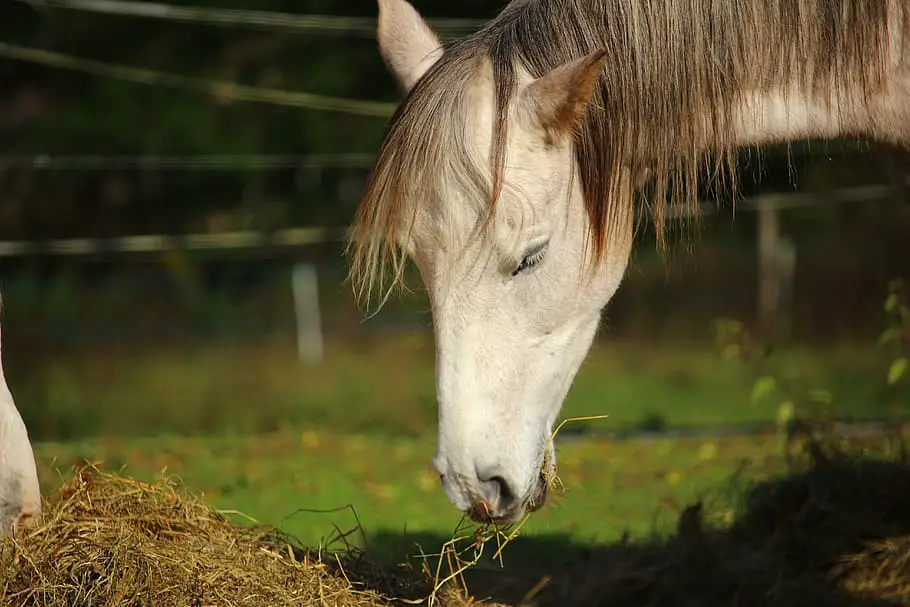 Thoroughbred Most Expensive Horse breed