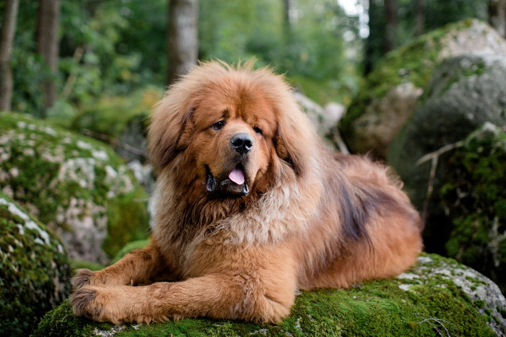 Tibetan Mastiff – $10,000 Most Expensive Dogs