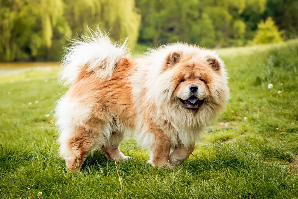Chow Chow – $11,000 Most Expensive Dogs