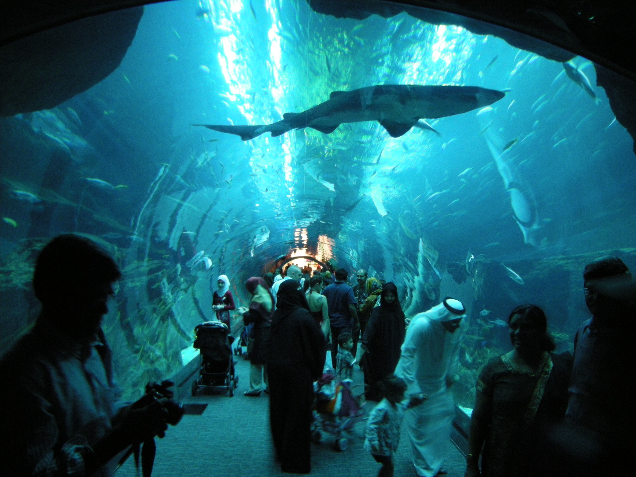 Dubai Aquarium, located in Dubai Best Aquariums In The World