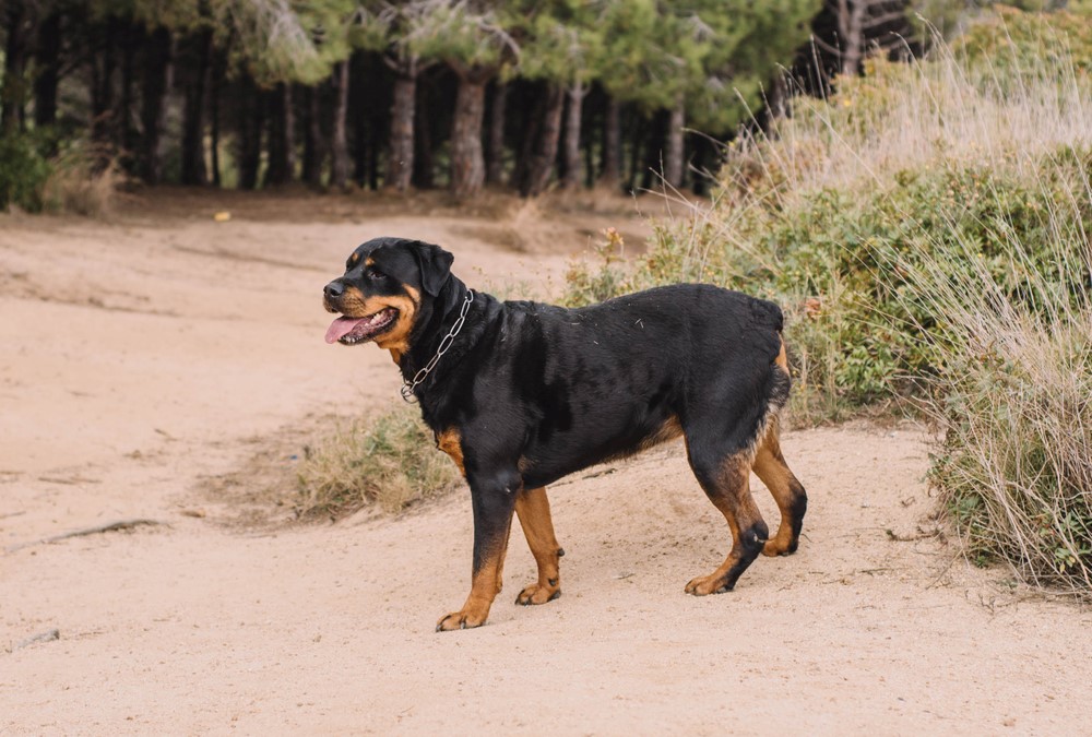 German Rottweilers – $9,000 Most Expensive Dogs