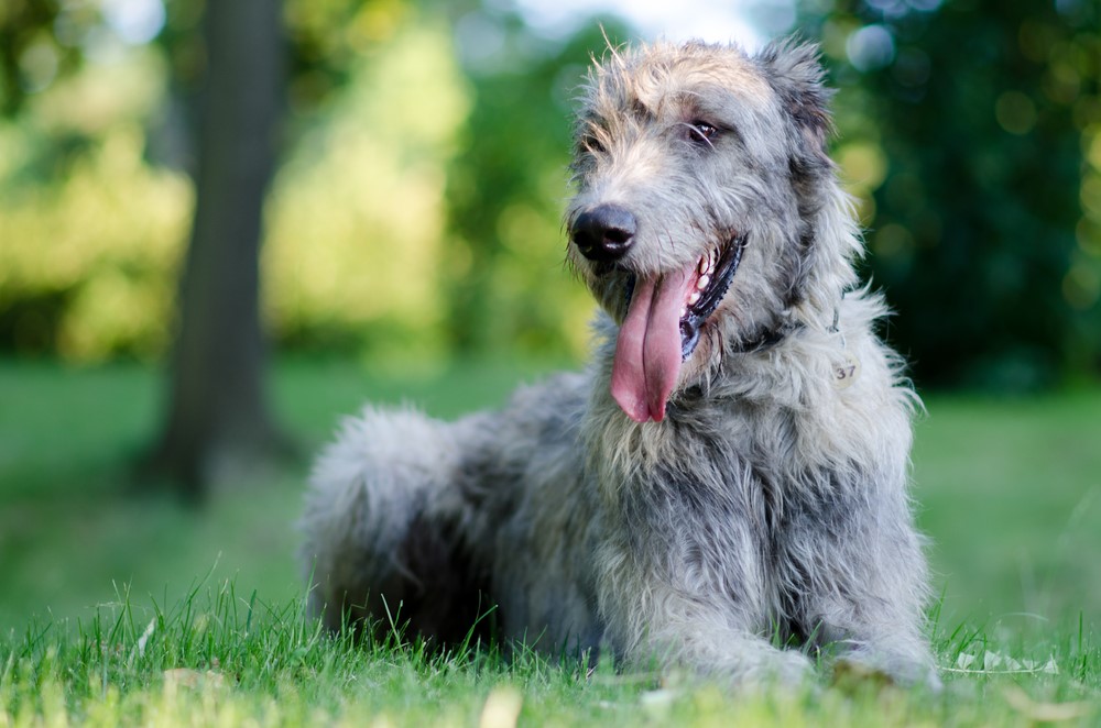 Irish Wolfhound - $3,000 Most Expensive Dogs