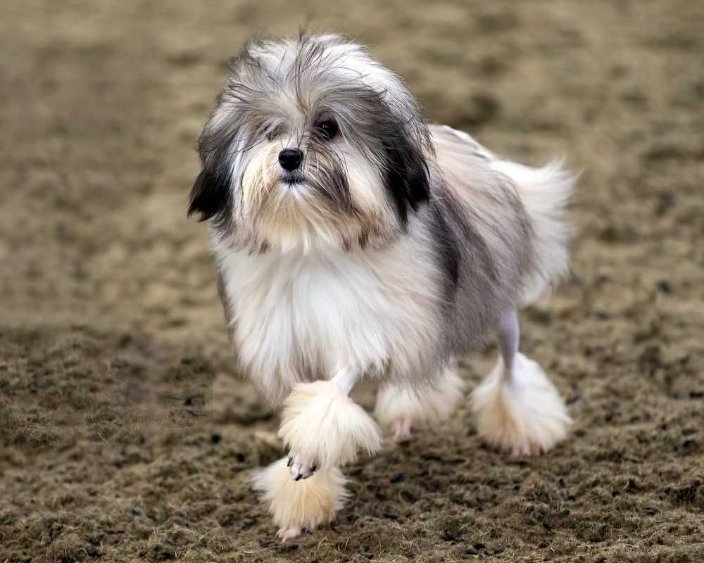 Löwchen – $12,000 Most Expensive Dogs