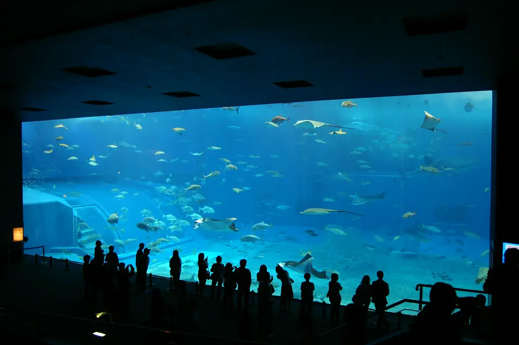 Okinawa Churaumi Aquarium, located on the island of Okinawa, Japan Best Aquariums In The World