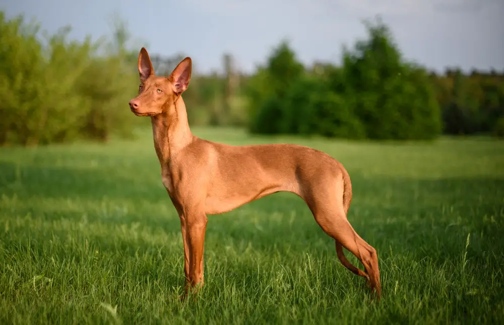 Pharaoh Hound – $7,500 Most Expensive Dogs