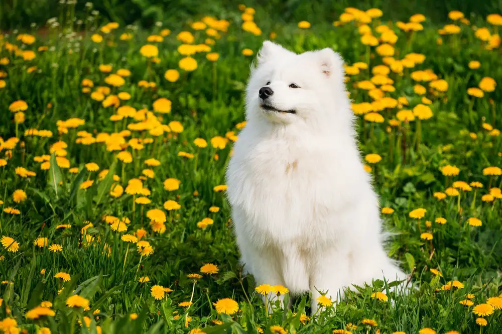 Samoyed – $14,000 Most Expensive Dogs