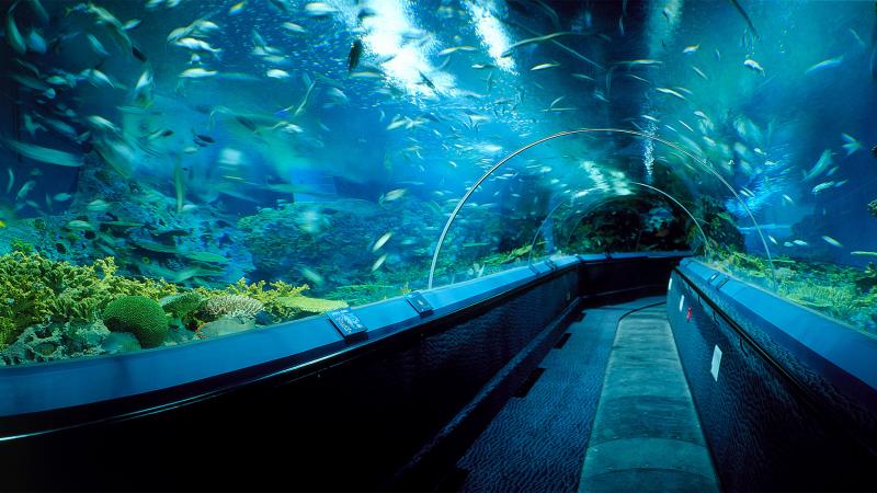 Shanghai Ocean Aquarium is located in Shanghai, China Best Aquariums In The World