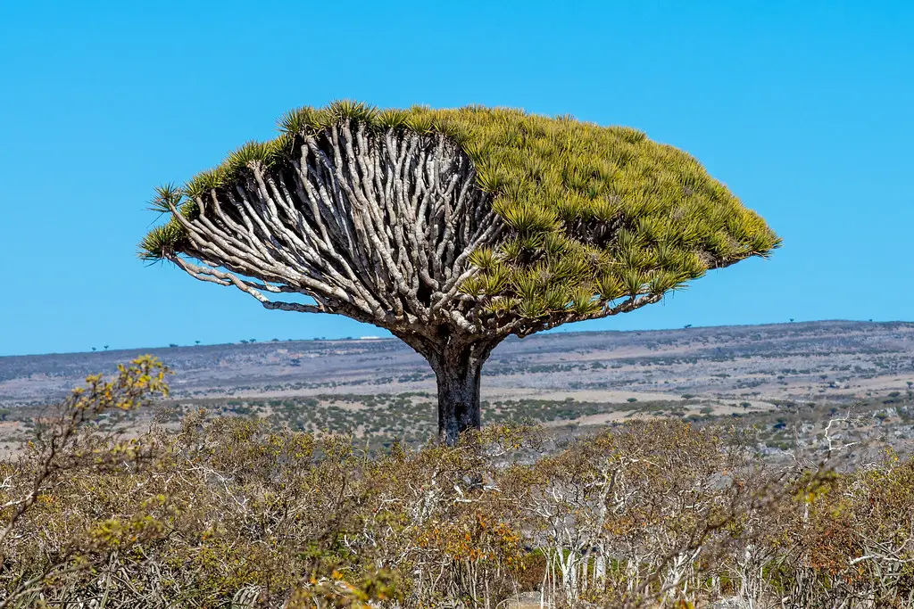 Socotra, Yemen Most Remote Cities in the World