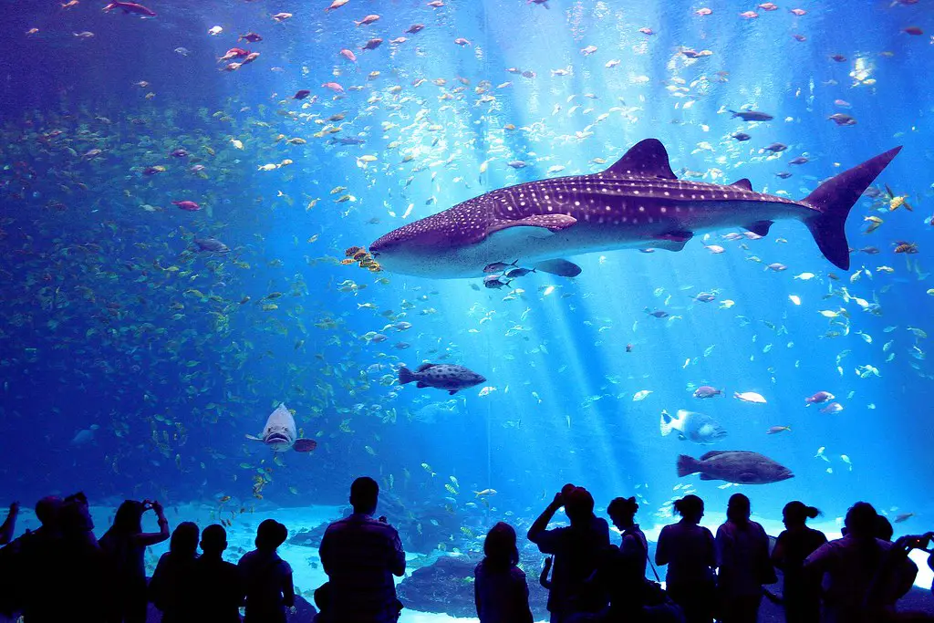 The Georgia Aquarium, located in Atlanta, Georgia Best Aquariums In The World