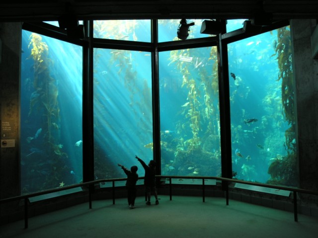 The Monterrey Bay Aquarium, located in Monterey, California Best Aquariums In The World