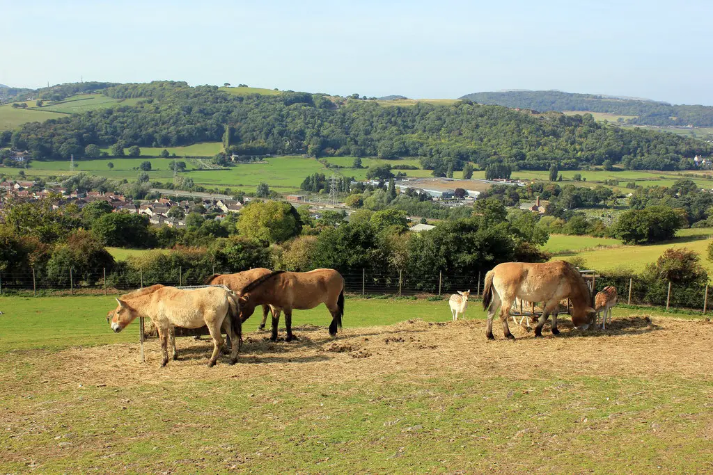 Welsh Mountain Zoo