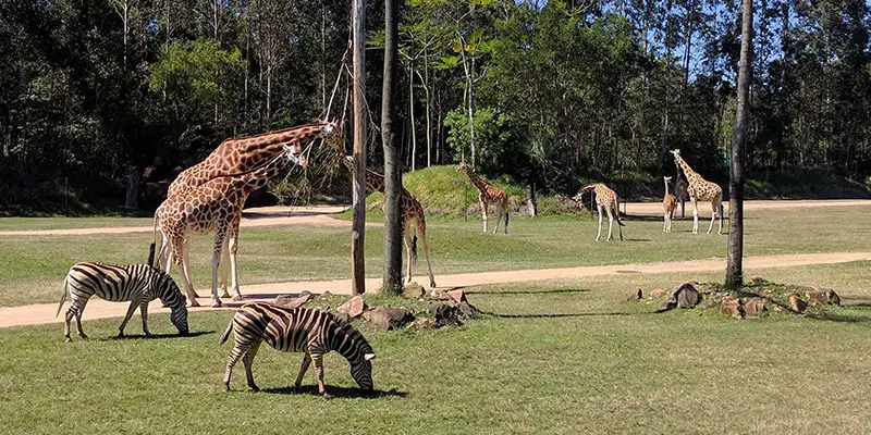 Zoo Australia (Queensland, Australia)