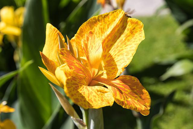 Canna Flower