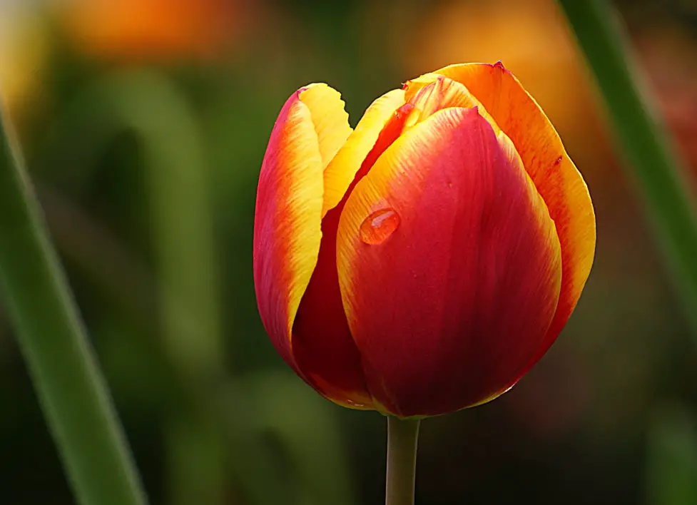 Most Beautiful Flowers Tulip