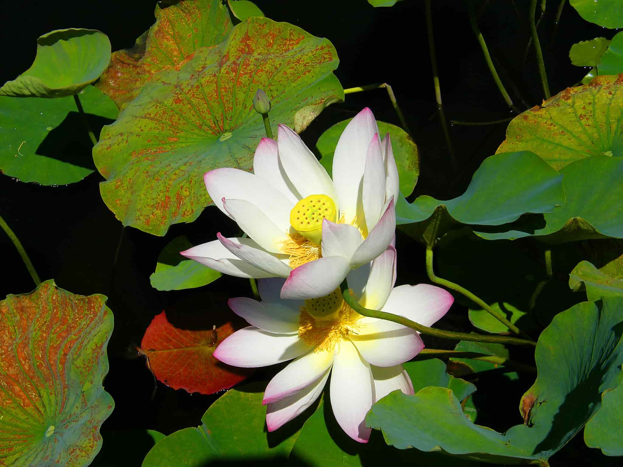 White lotus