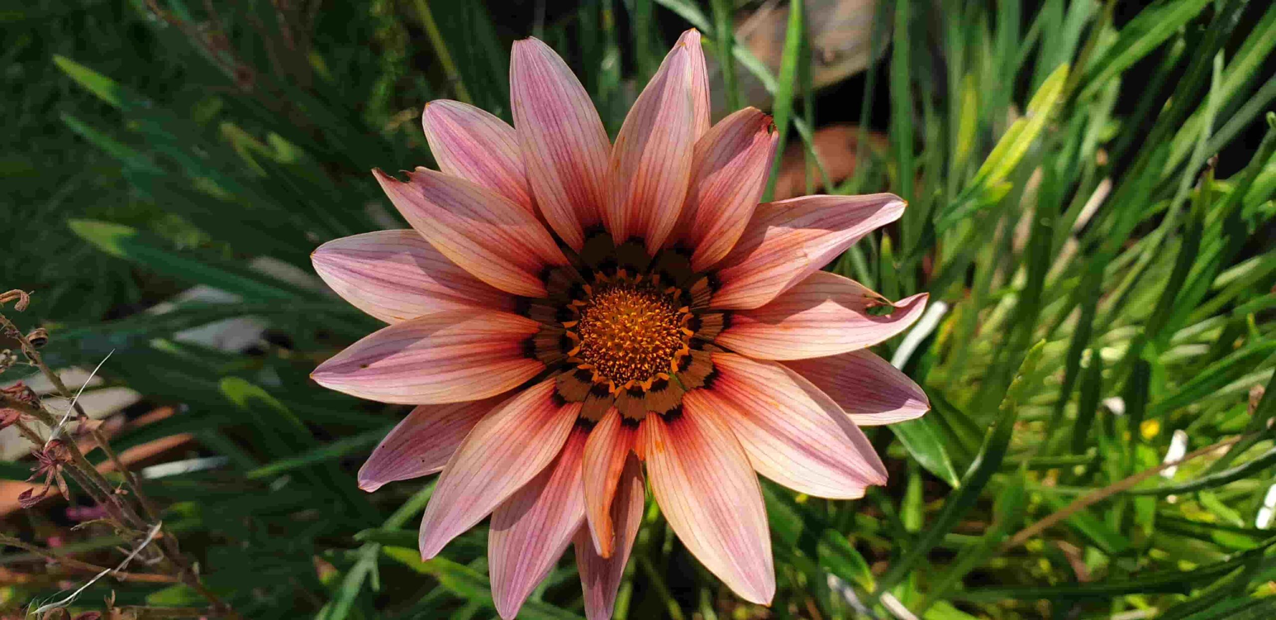 Gazania