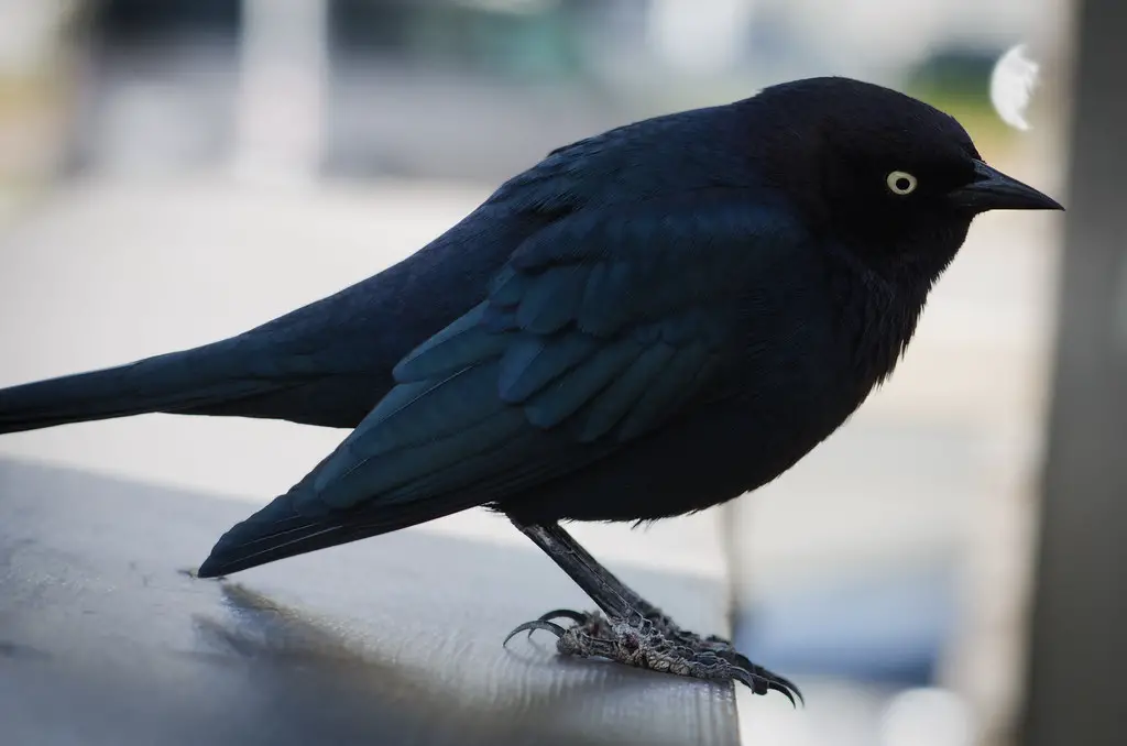 Brewer's Blackbird