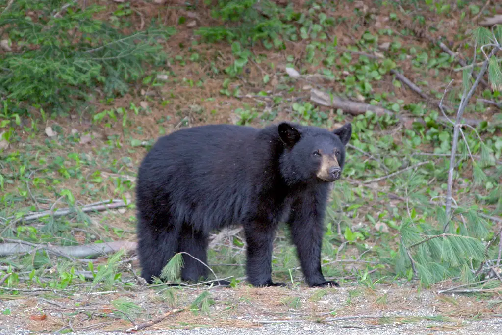 Black Bear of the United States