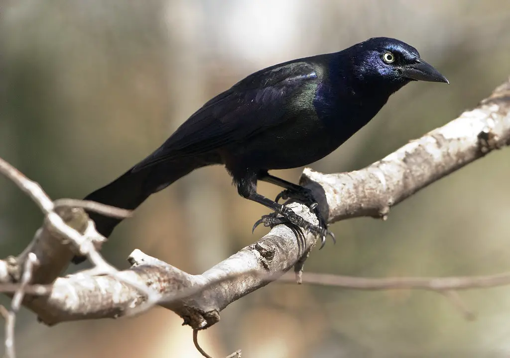 Grackle Birds