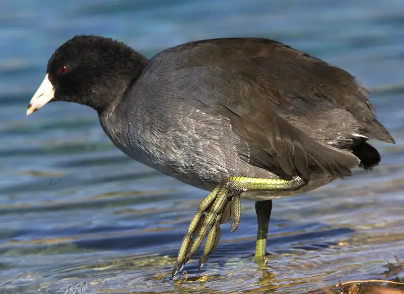 American Coot