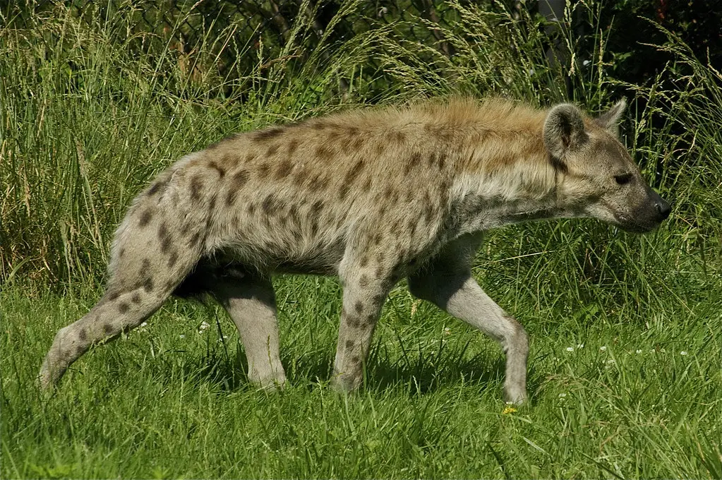 Hyenas with Spots