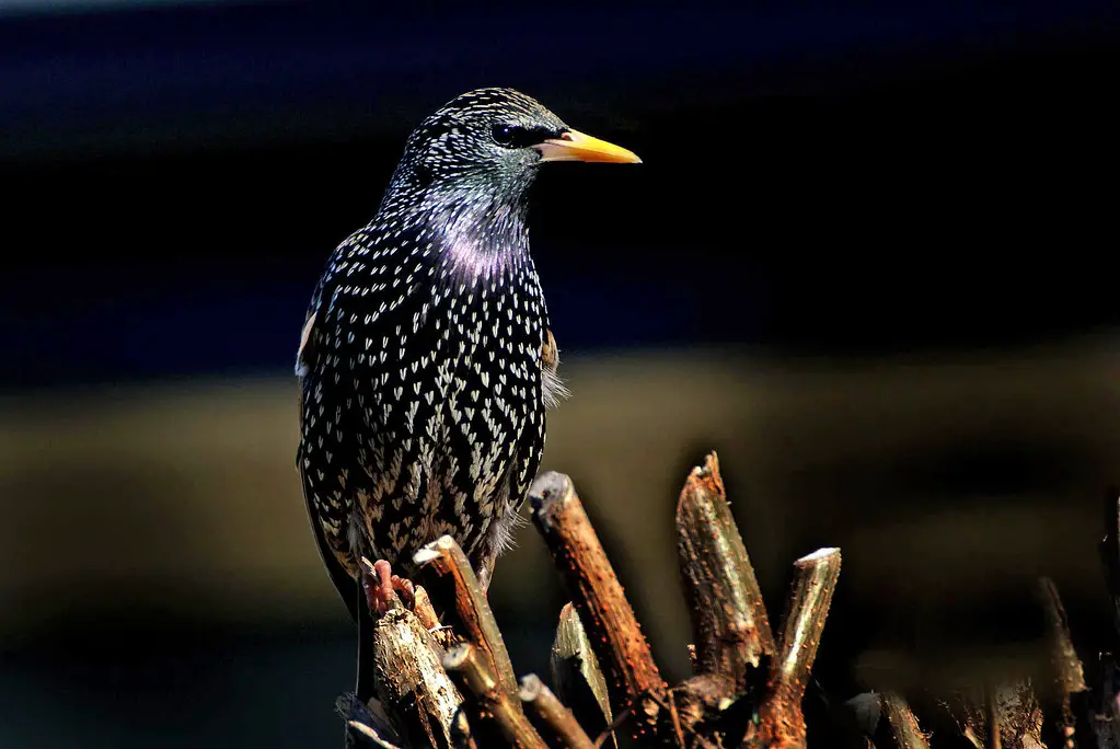 Europe Starling