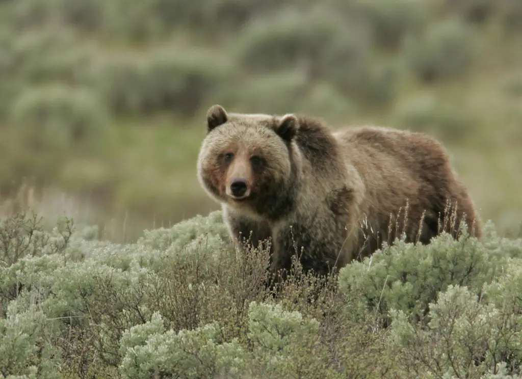 Grizzly Bear