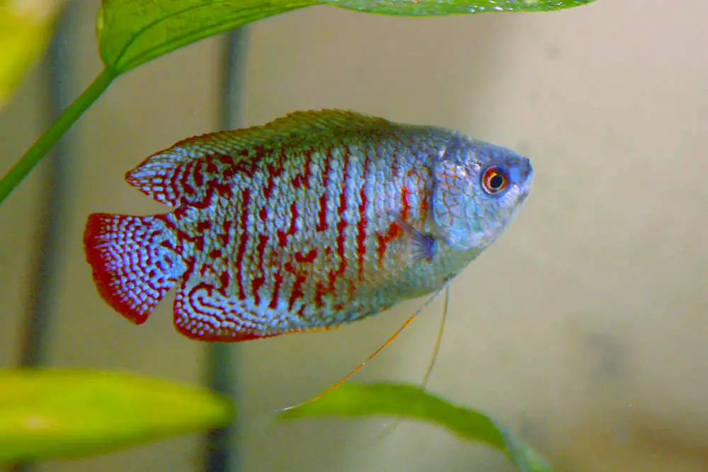Dwarf Gourami Fish