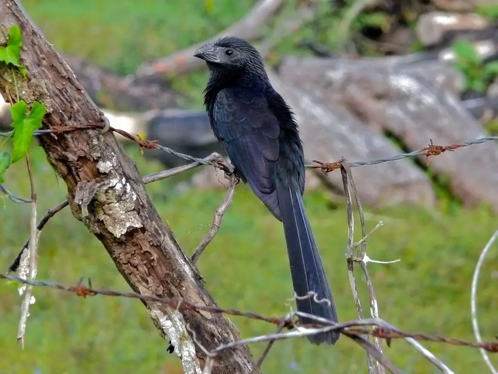 Groove-Billed Ani