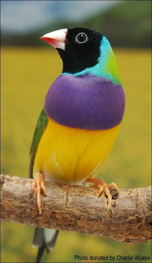 Gouldian finch bird