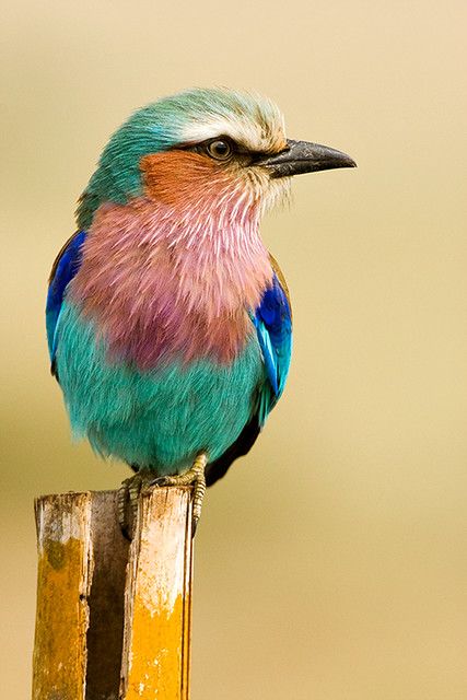 lilac-coloured Roller