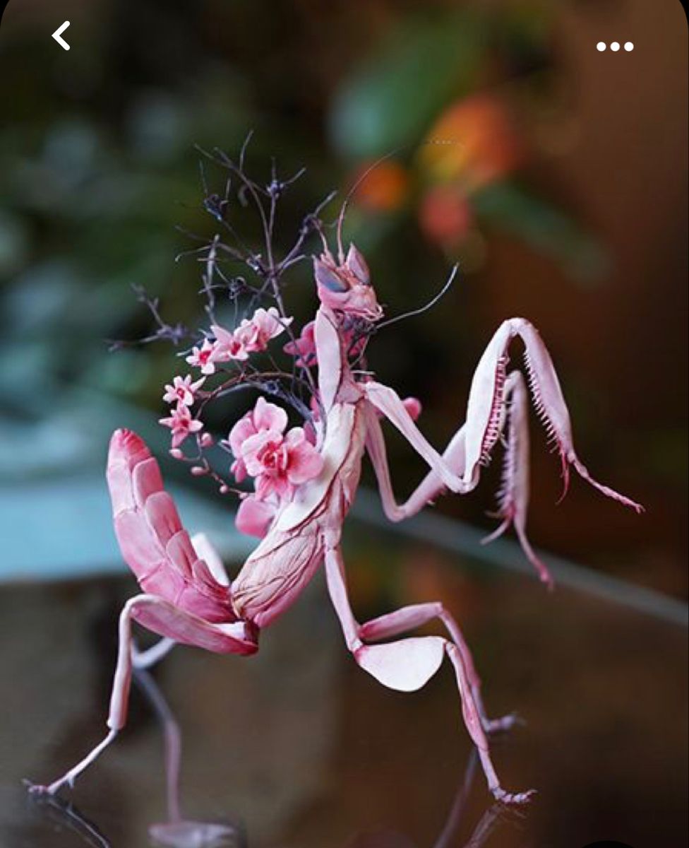   Pink Orchid Mantis