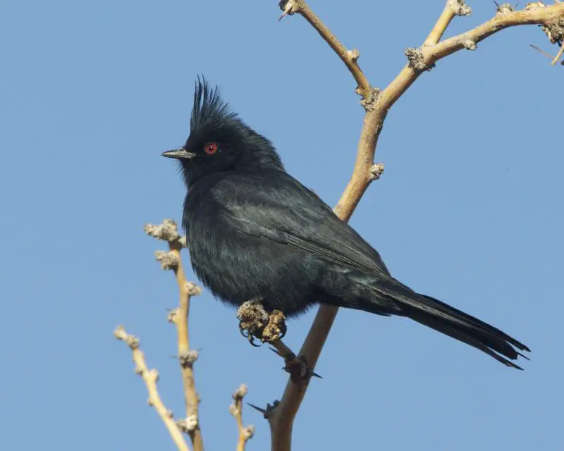 Phainopepla