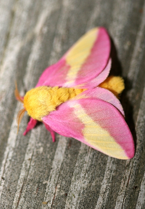 Rosy Moth Maples