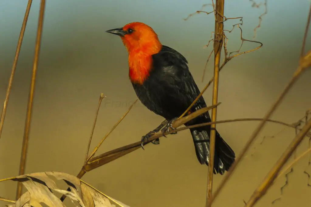 Blackbird with Scarlet Wings