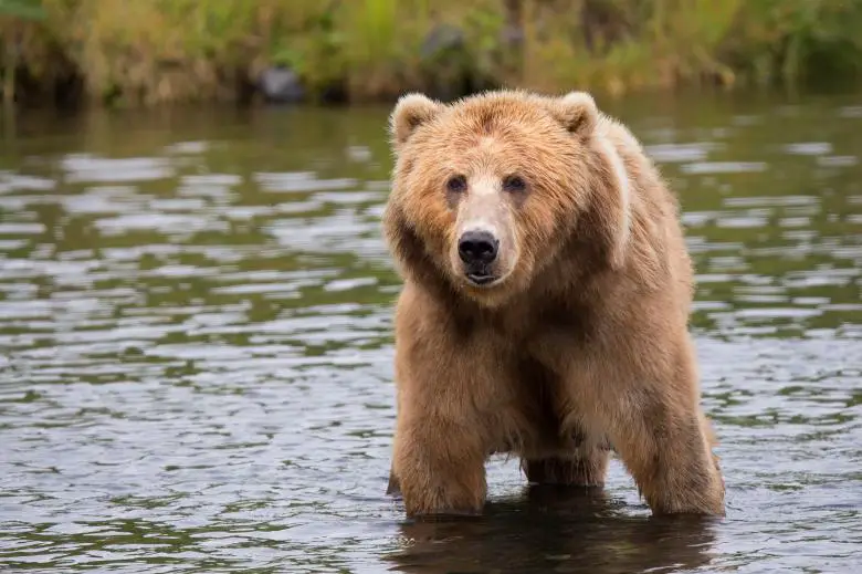 Kodiak Bear