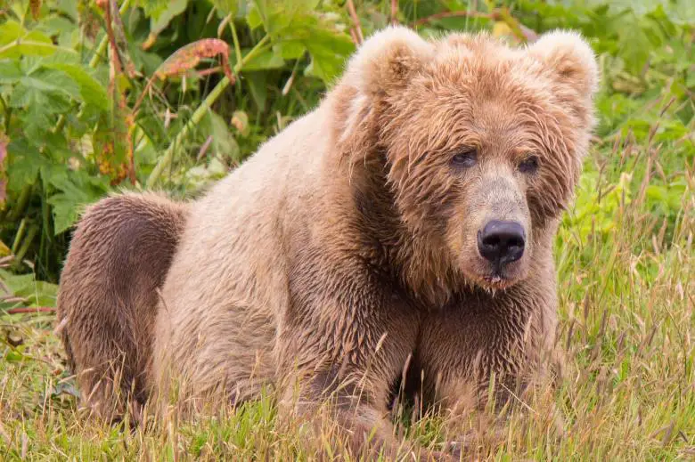 Brown Bear native to Eurasia