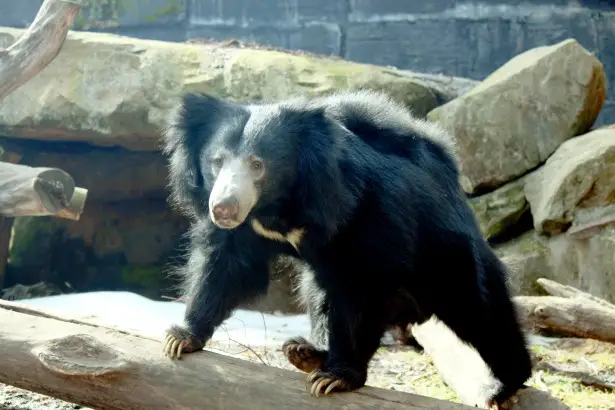 Sloth Bear