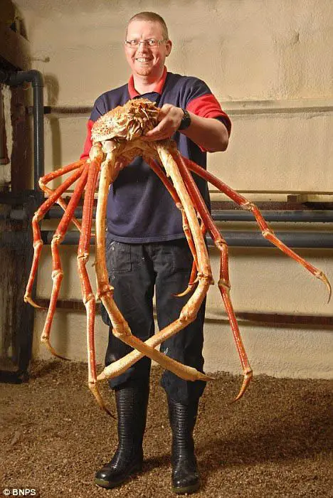Japanese Spider Crab is the largest known arthropod (25 Pounds)