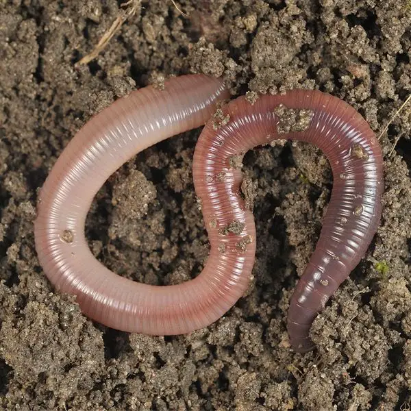 The African Giant Earthworm (2-3 Pounds)