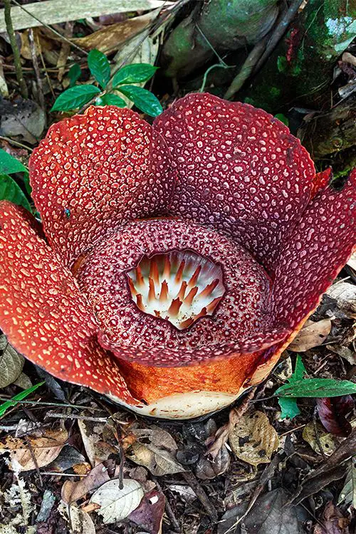 Rafflesia, the World's Largest Flowering Plant (25 Pounds)