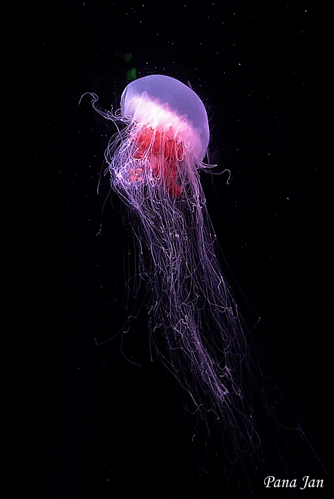 The Lion's Mane Jellyfish (100 Feet Long)