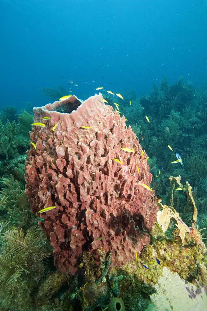The Giant Barrel Sponge (6 Feet High)